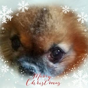 Meet your Posher, Joann